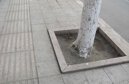 五蓮花樹坑石 五蓮花樹坑石