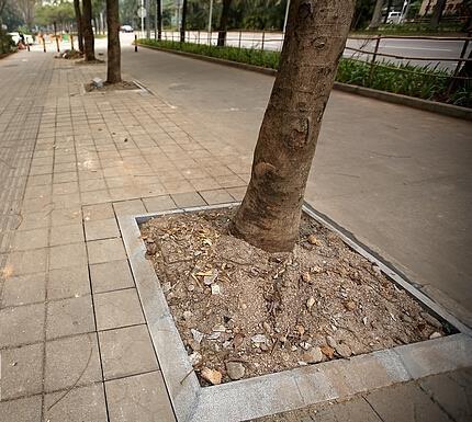 灰麻樹坑石 灰麻樹坑石